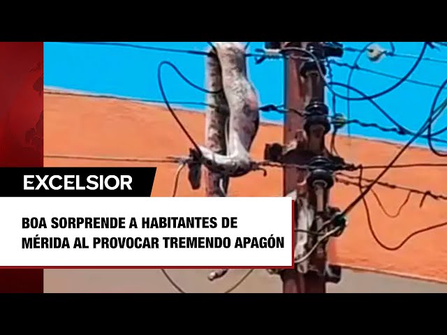 ⁣Boa sorprende a habitantes de Mérida al provocar tremendo apagón