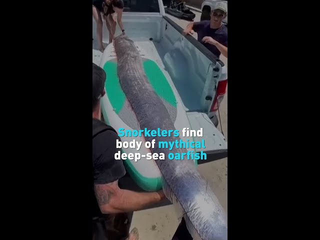 Swimmers find body of mythical deep-sea oarfish