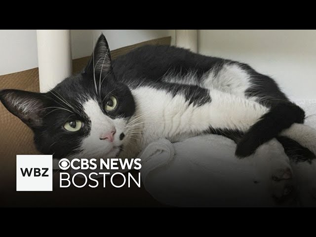 ⁣Lost Somerville cat found 10 miles away in Logan Airport garage