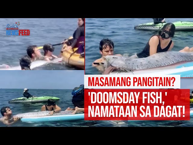 ⁣Masamang pangitain? 'Doomsday fish,' namataan sa dagat! | GMA Integrated Newsfeed