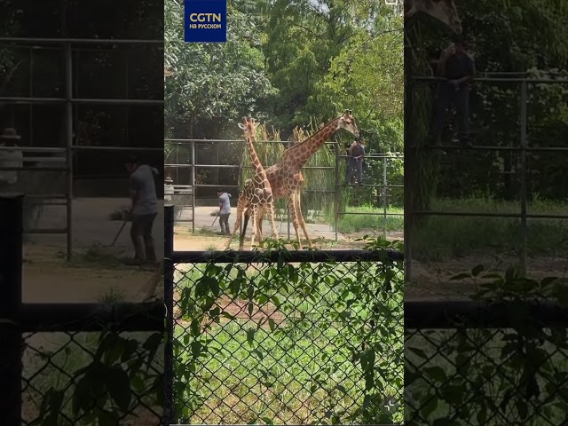 ⁣В Нанкинском лесном зоопарке подрались два жирафа