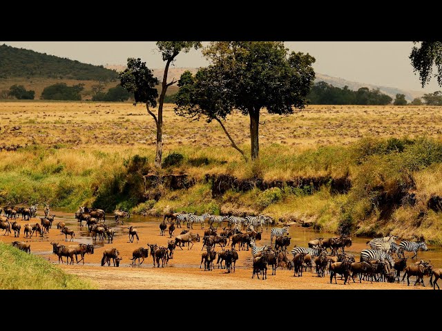 ⁣The Great Migration: Paying tribute to nature's splendor