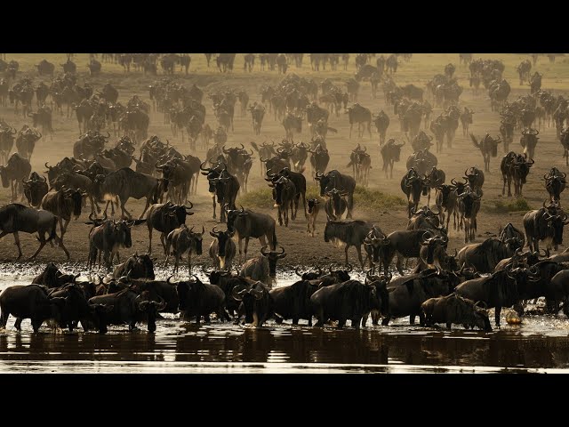 ⁣The great wildebeest migration in Maasai Mara