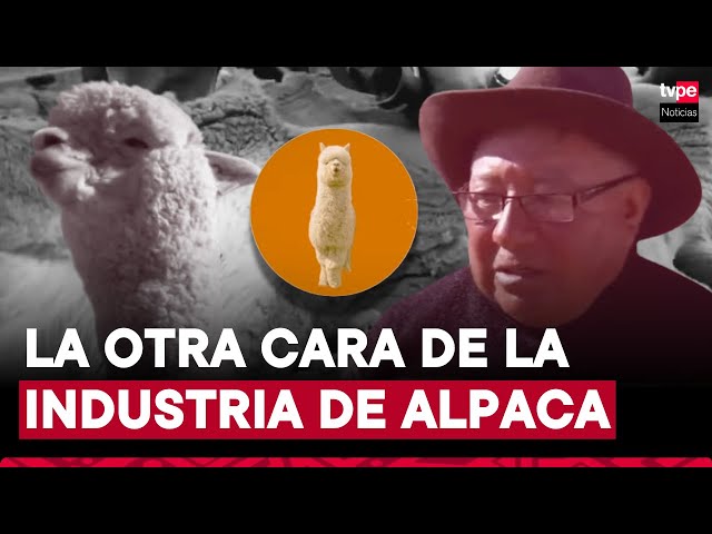 ⁣La otra cara de la industria: Productores peruanos reciben solo S/ 15 por libra de fibra de alpaca