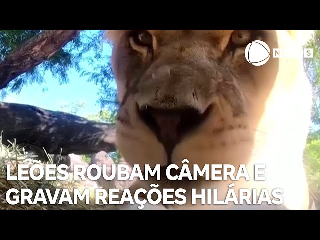 Leões roubam câmera e gravam reações hilárias