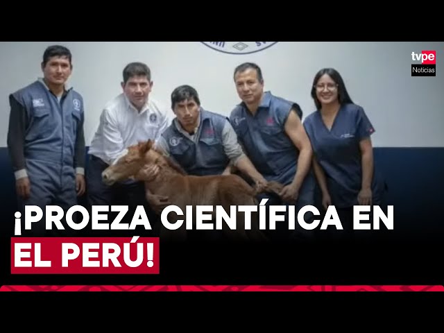 Proeza científica en el Perú: logran nacimiento de primer clon de caballo peruano de paso