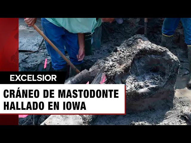 Colosal cráneo de mastodonte de 13 mil años de antigüedad es hallado en un arroyo