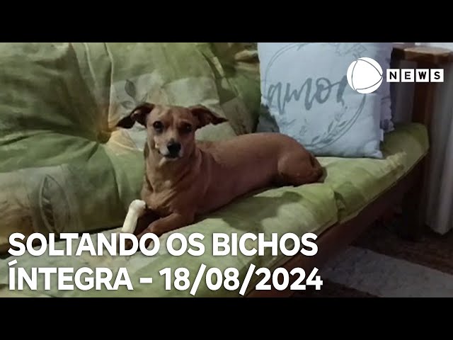 Soltando os Bichos - 18/08/2024