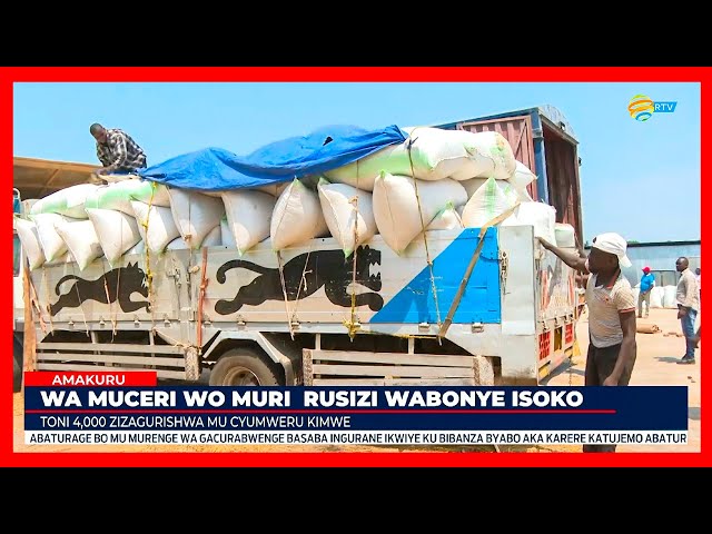 ⁣Bugarama: Umuceri wari warabuze isoko watangiye kugurwa