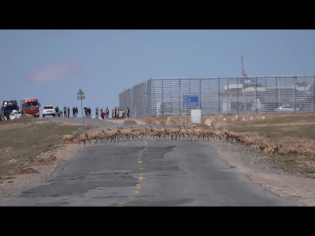 ⁣Discovering protective efforts for Tibetan antelopes amid birth-giving season