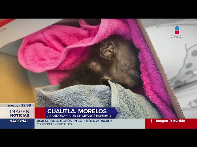 ⁣Abandonan un chimpancé en la ribera del río Cuautla, Morelos | Imagen Noticias Fin de Semana