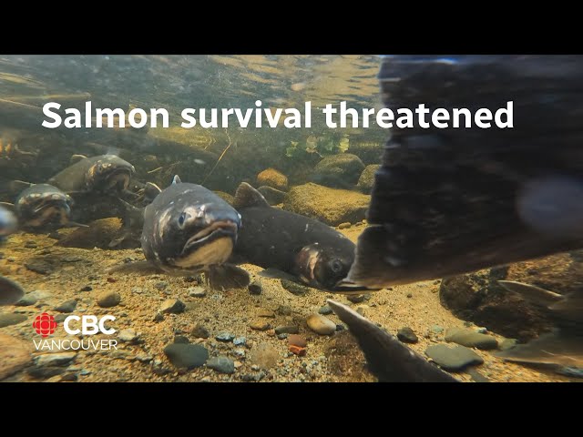 ⁣Salmon survival at risk after years of heat and drought, experts warn