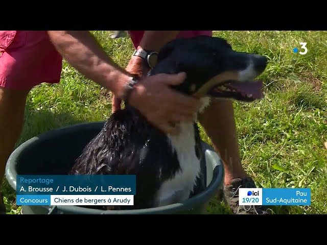 Concours de chiens de troupeau à Arudy