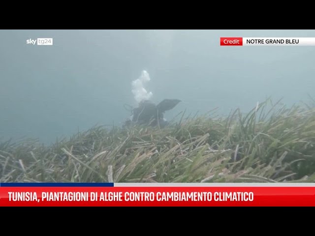 ⁣Tunisia, piantagioni di alghe contro cambiamento climatico