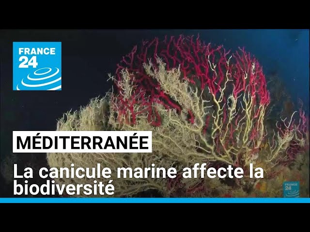 ⁣Canicule marine en Méditerranée: une menace pour la biodiversité • FRANCE 24