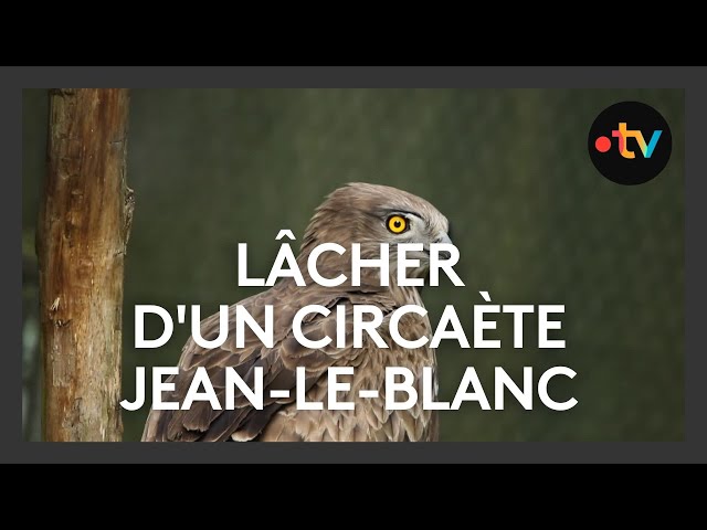 Lâcher d'un Circaète Jean-le-Blanc