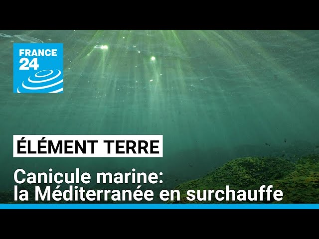 ⁣Alerte aux canicules marines: la Méditerranée en surchauffe • FRANCE 24