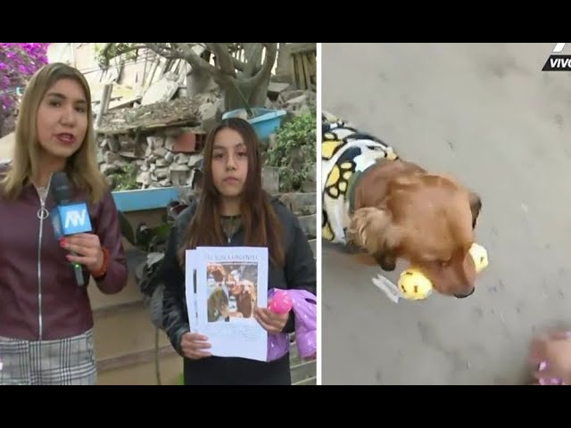 SJM: Joven renuncia a su trabajo para buscar todo el día a su mascota perdida