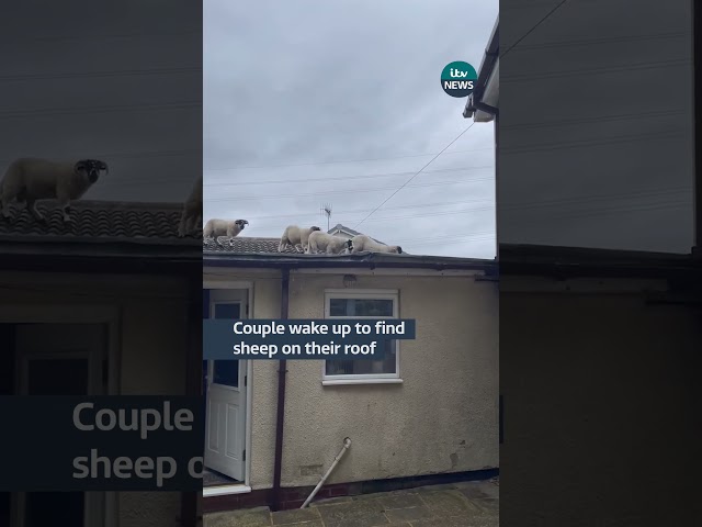 ⁣A couple who woke up to the sound of ‘scuffling’ in their home in Whitworth, near Rochdale  #itvnews