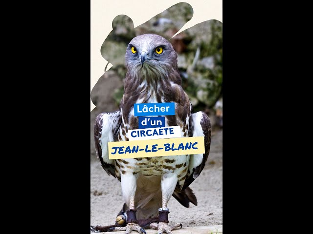 ⁣ Lâcher d'un Circaète Jean-le-Blanc