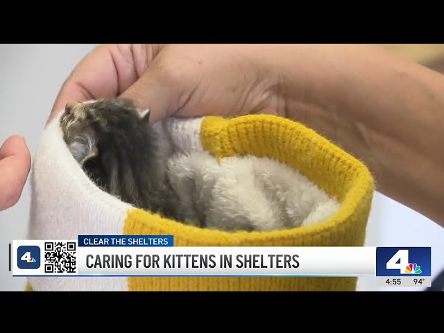 ⁣Rescue group's 'Kitten Kits' help shelters care for cats