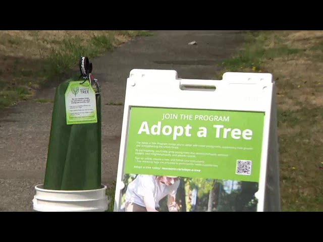 ⁣Vancouver Park board launches 'Adopt a Tree' program