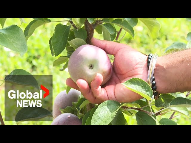 ⁣Limited packing options force BC farmers to leave fruit on trees