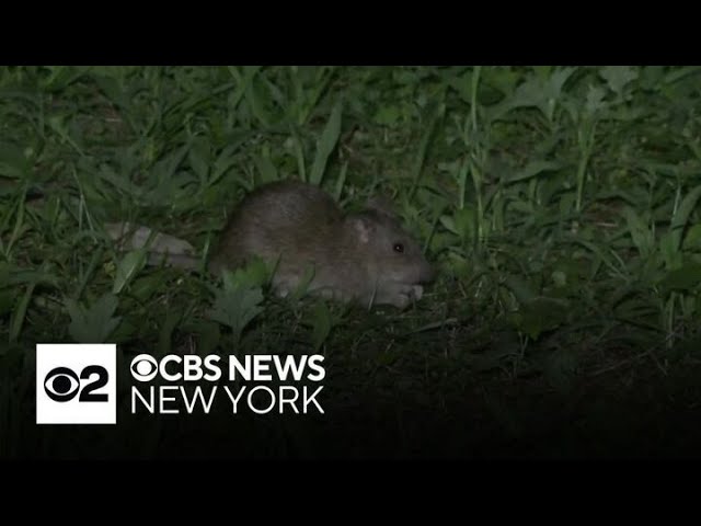 ⁣Rat sightings in NYC on par with last year