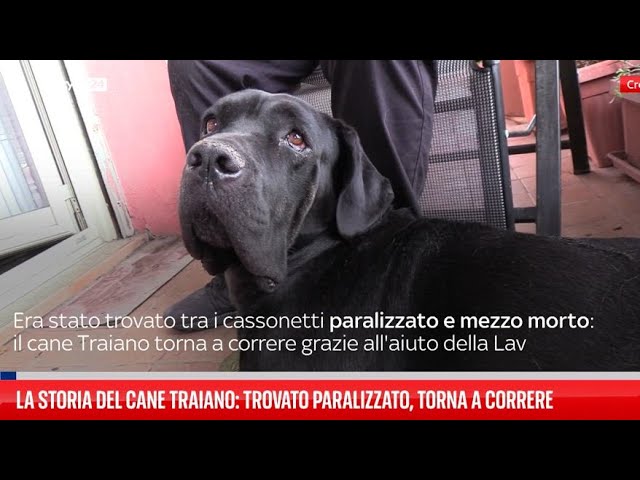 ⁣La storia di Traiano: cane paralizzato, torna a correre