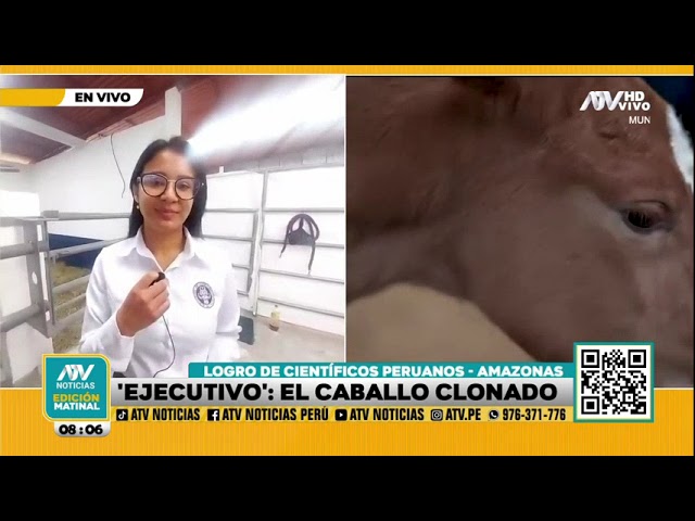 ⁣Científicos peruanos presentan a 'Ejecutivo' ¡El primer caballo de paso clonado en Amazona