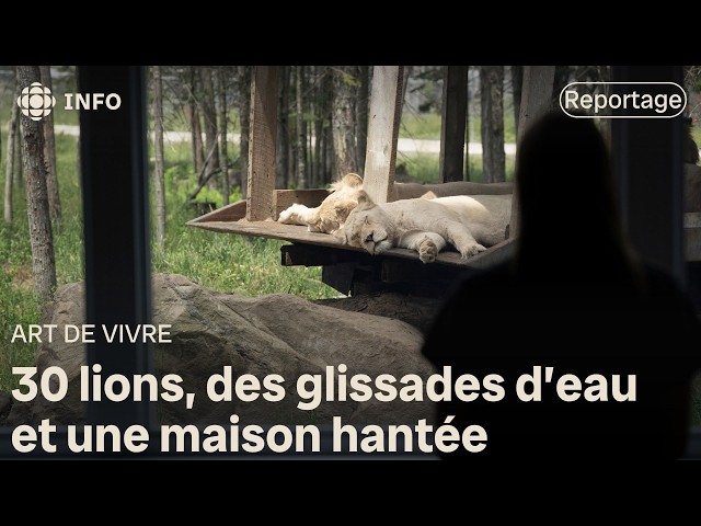 ⁣Le Québec en camping : les 30 lions de Saint-Calixte