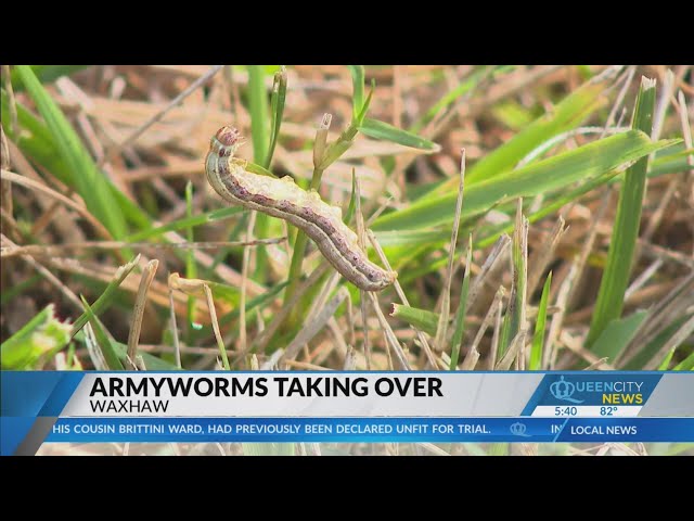 ⁣Armyworms taking over across the Carolinas