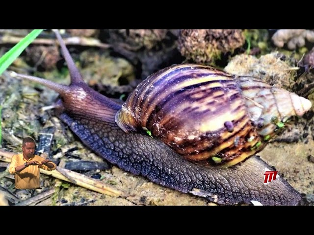 ⁣Tackling The Giant African Snail