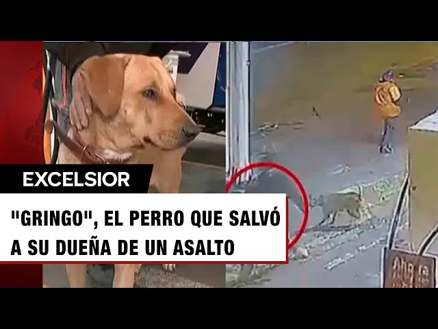 Valiente perrito defiende a empleada de una gasolinera de un asalto; ahora es jefe de seguridad