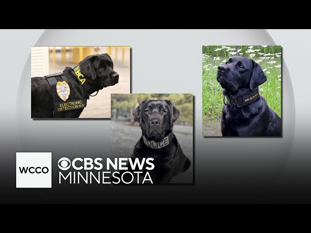 ⁣Dogs trained to help combat child trafficking in Minnesota