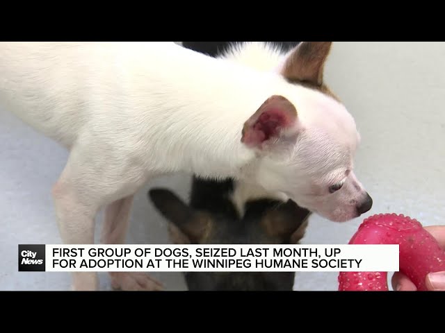 ⁣First group of dogs from seizure now up for adoption