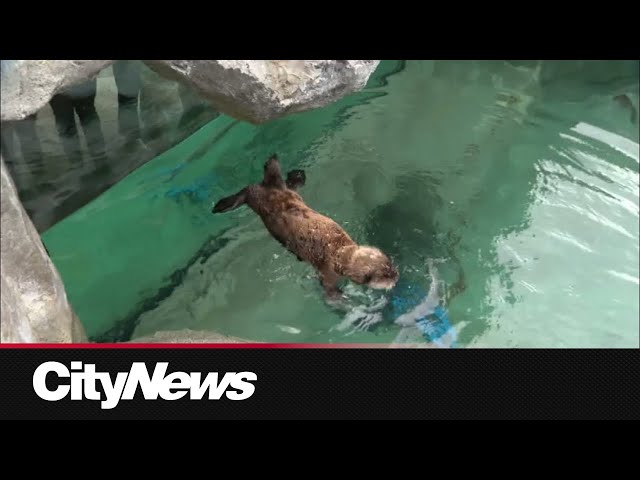 ⁣Vancouver Aquarium welcomes sea otter pups