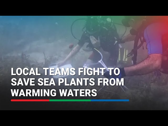 ⁣Local teams fight to save sea plants from warming waters | ABS-CBN News