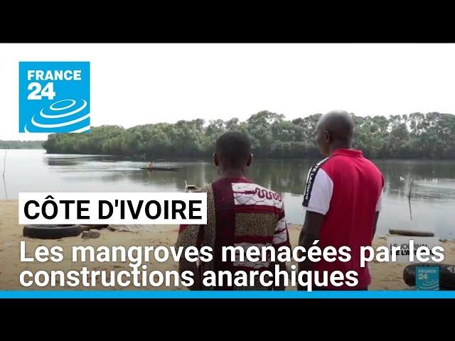 ⁣Côte d'Ivoire : les mangroves menacées par les constructions anarchiques • FRANCE 24