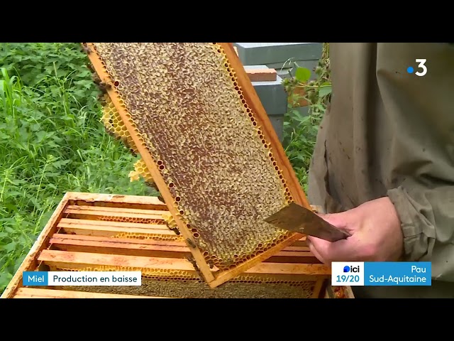 Les apiculteurs béarnais constatent une baisse de production de miel à cause de la pluie