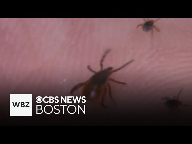 ⁣Tick-borne illnesses increasing on Martha's Vineyard and more top stories