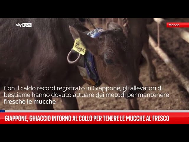 ⁣Giappone, ghiaccio intorno al collo per le mucche