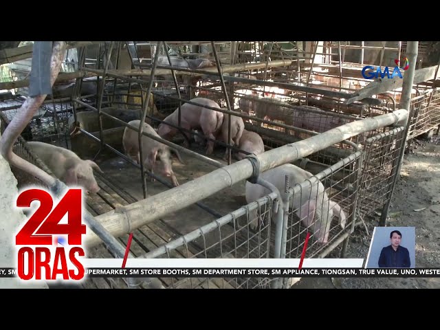 ⁣Giit ng hog raisers sa Batangas: ‘Di lahat ng baboy sa probinsya ay may sakit | 24 Oras