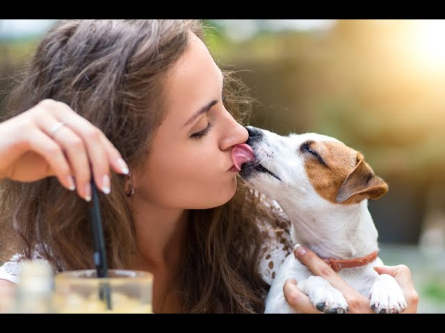 ¡Cuidado! Conoce los peligros de que tu mascota te bese en el rostro