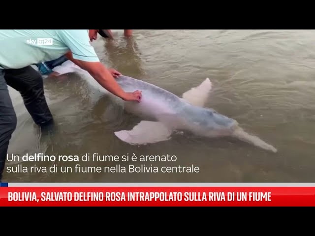 ⁣Bolivia, salvato delfino rosa sulla riva di un fiume