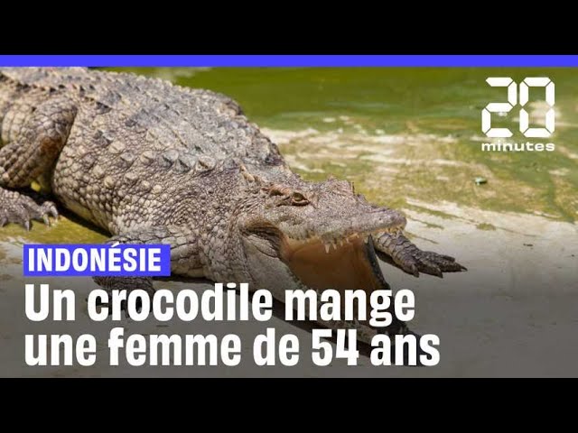 Indonésie : Les restes d’une femme retrouvés dans le ventre d’un crocodile #shorts