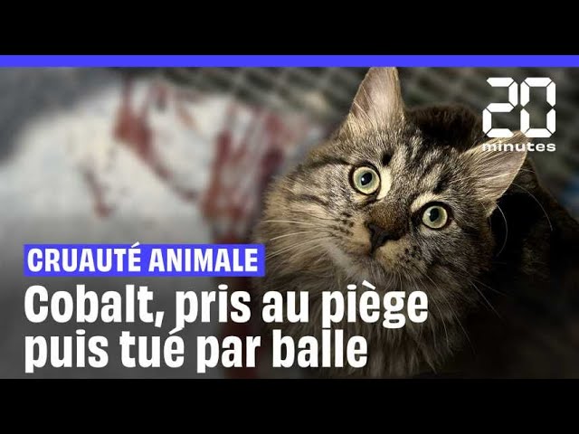 ⁣Cobalt, un chat « abattu de plusieurs coups de fusil, alors même qu'il était piégé dans une ...