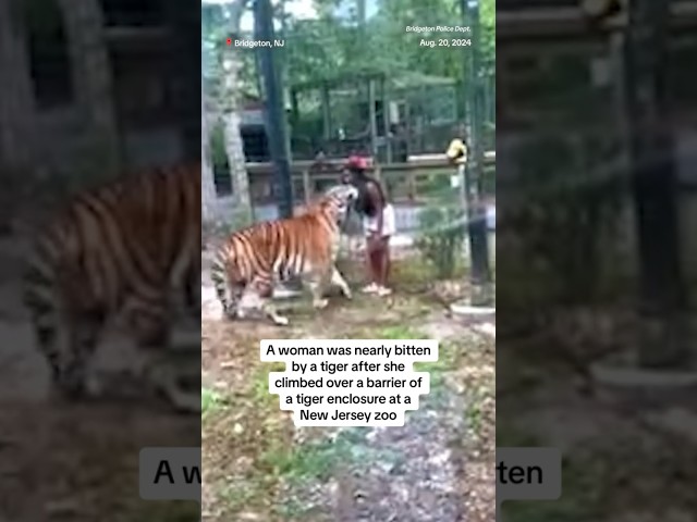 ⁣Woman nearly bitten by tiger after climbing over barrier of enclosure at New Jersey zoo