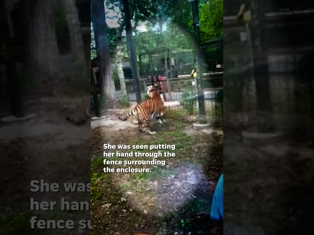 ⁣Tiger almost bites woman's hand at New Jersey zoo #Shorts