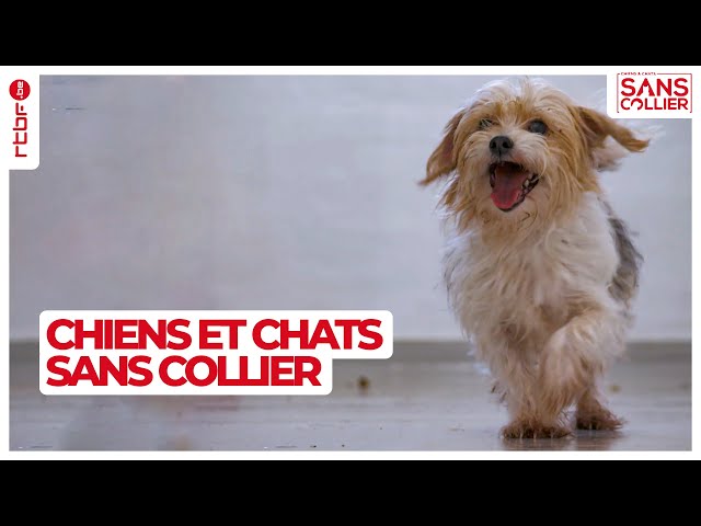 ⁣Chiens et chats sans collier S05E02